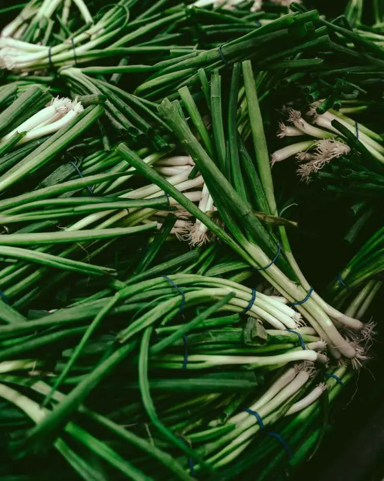 Green Onions in Close Up Photography