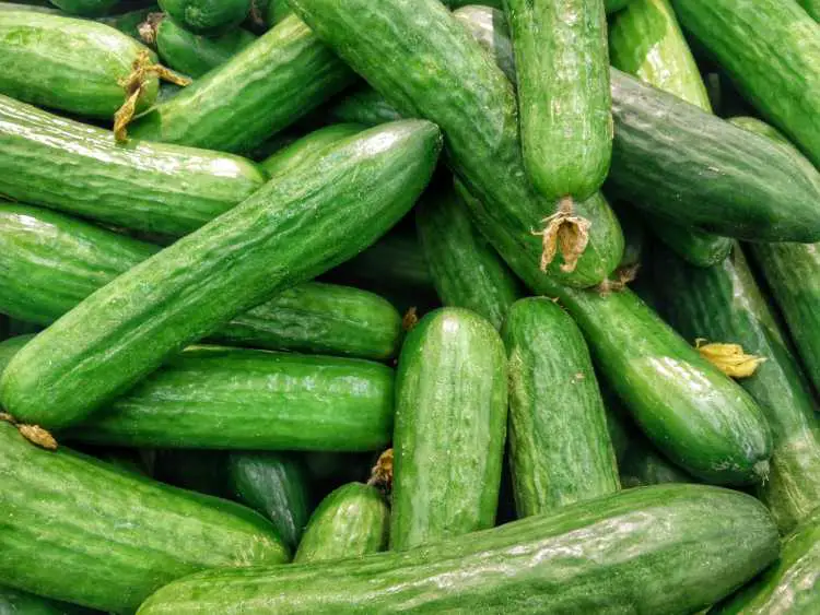 cucumber lot