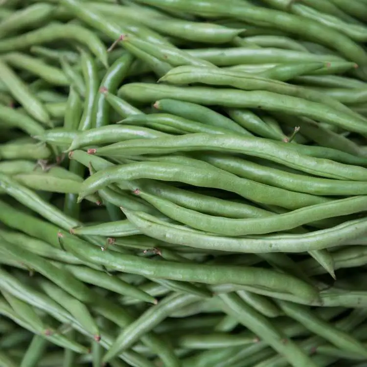 Close-up Photo of Raw Green Beans