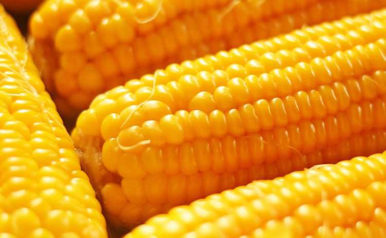 Close Up Photo of Yellow Corn