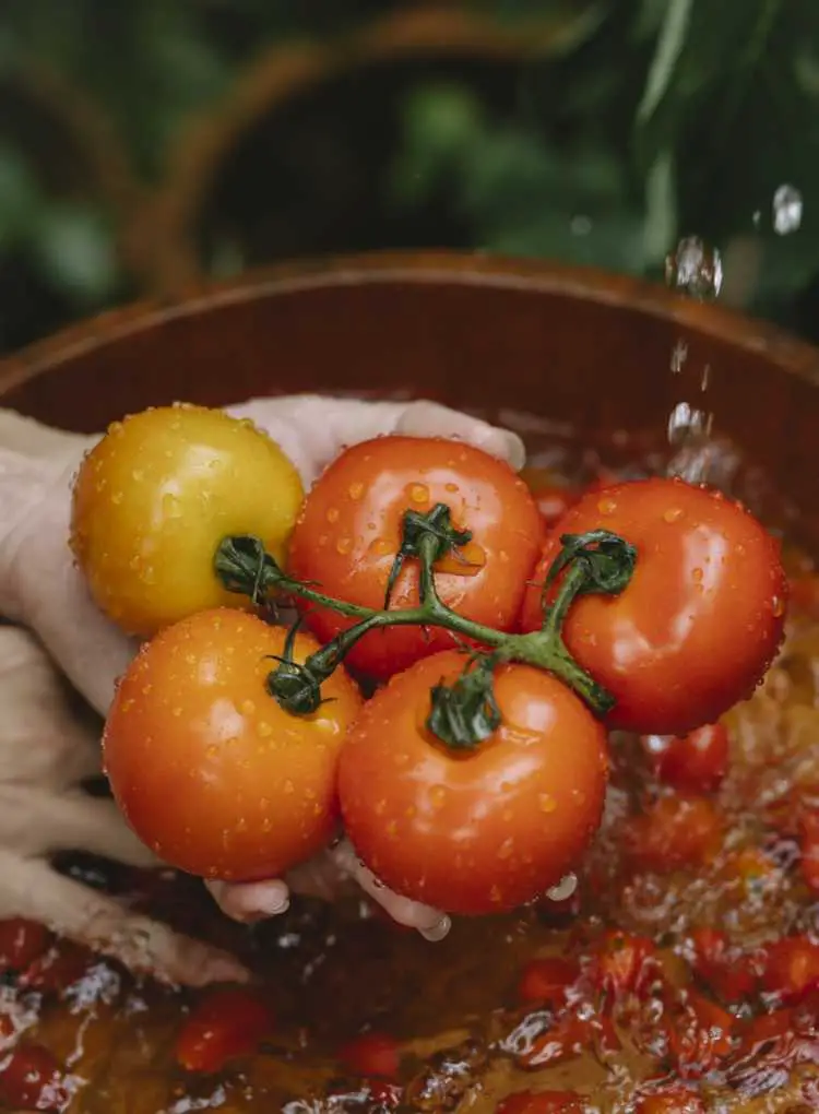 Crop woman washing tomatoes in water bowl