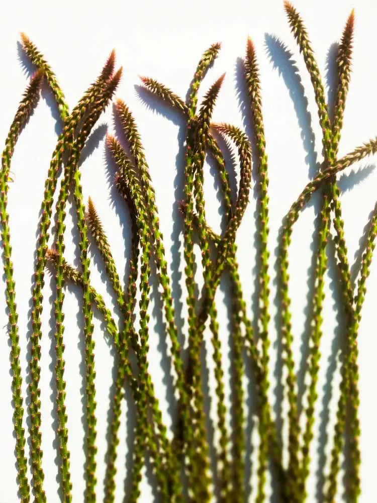 Top view heap of fresh long green spikes of plantain plant with thick stems placed on white background in light studio