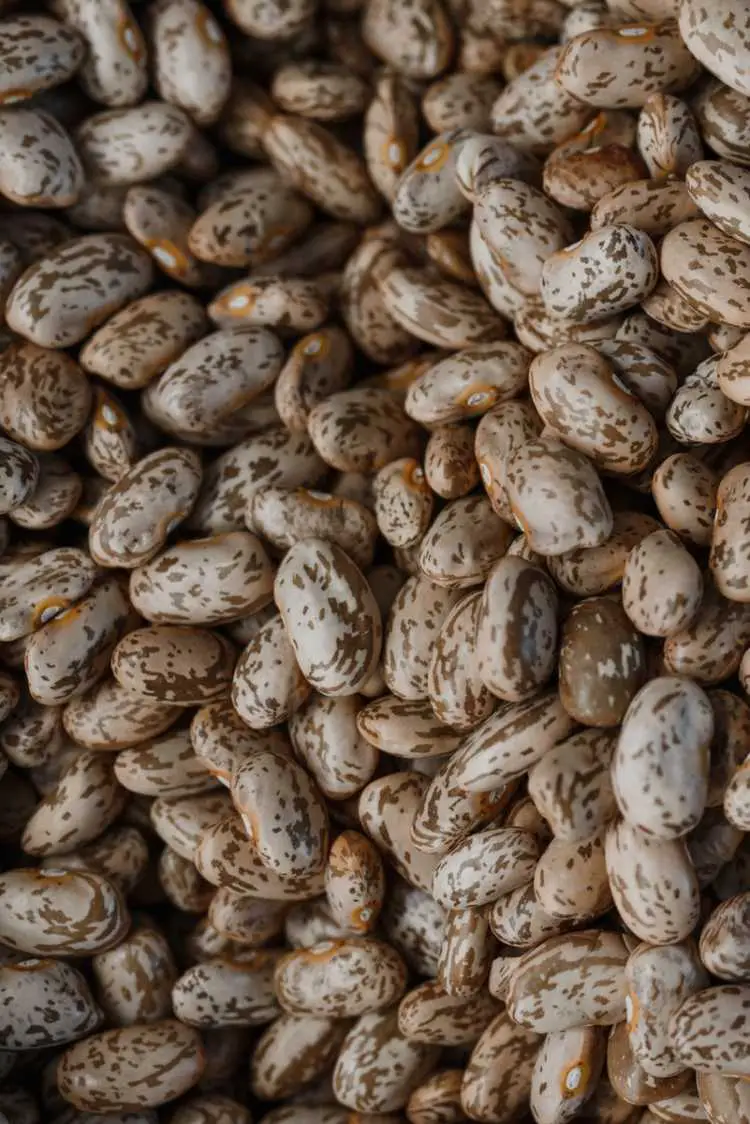 Free stock photo of bean, cereal, close-up