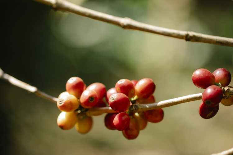 Red coffee berries ripening on thin branch on blurred garden background on sunny weather