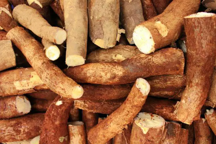 Cassava Root Crops in Close-Up Photography