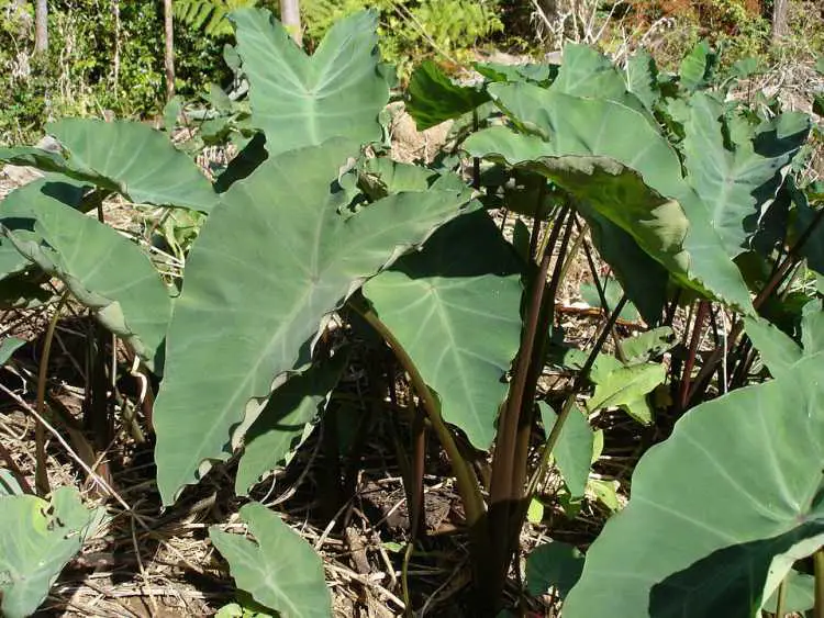 Top 20+ Vegetable that starts with m 9 17 Vegetables That Start With M (Best List)