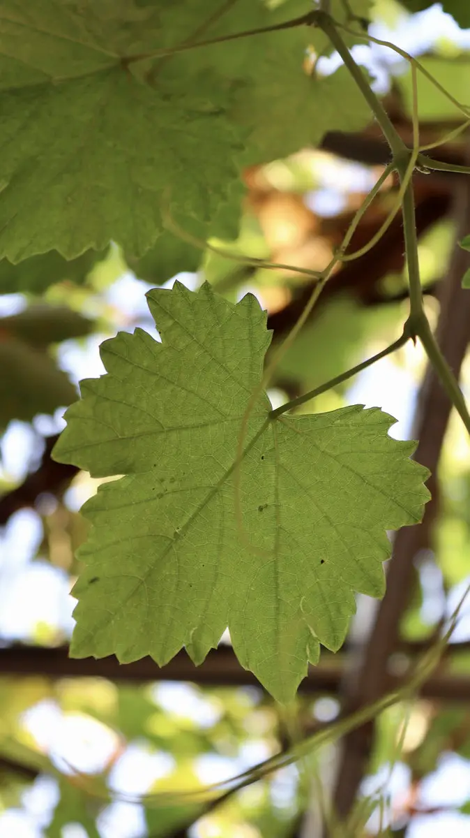 Grape Leaves in Close-Up Photography